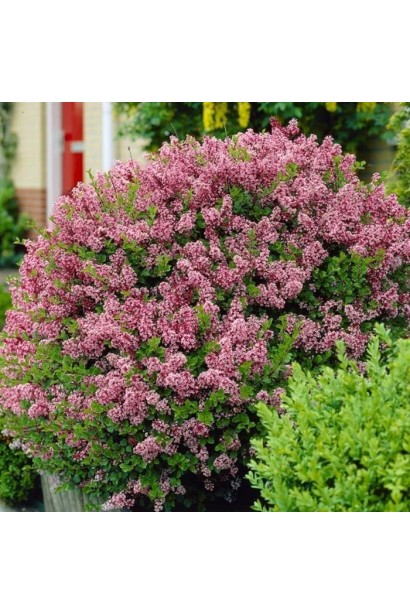 Бузок Ред Піксі у ланшафті